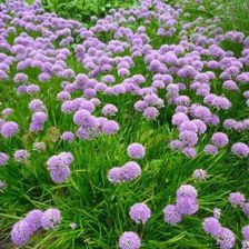 Zdjęcie Fryszkowscy Czosnek Ozdobny Allium 'Millenium' - Nieszawa