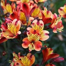 Zdjęcie Fryszkowscy Alstremeria Alstroemeria Indian Summer 'Tesronto' Pbr - Barcin