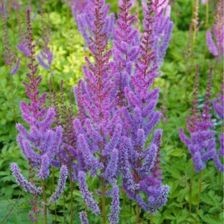 Zdjęcie Fryszkowscy Tawułka Astilbe Chinensis 'Pumila' - Kleczew