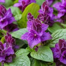 Fryszkowscy Czy�ciec Stachys 'Summer Grapes'