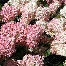 Zdjęcie Fryszkowscy Hortensja Hydrangea P. Pinky Winky 'Dvppinky' Pbr - Nieszawa