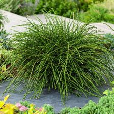 Zdjęcie Thuja Plicata 'Whipcord' - Janowiec Wielkopolski