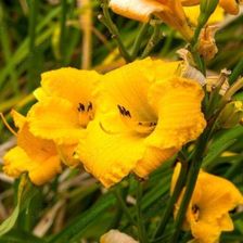 Zdjęcie Fryszkowscy Liliowiec Hemerocallis 'Bakabana' - Bydgoszcz