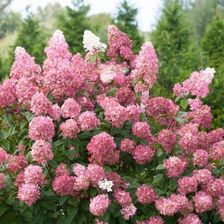 Zdjęcie Fryszkowscy Hortensja Hydrangea P. 'Pink Lady' - Janowiec Wielkopolski