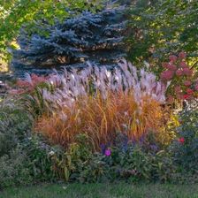 Zdjęcie Fryszkowscy Miskant Miscanthus 'Purpurascens' - Nieszawa