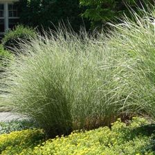 Zdjęcie Fryszkowscy Miskant Miscanthus Sinensis 'Morning Light' - Żnin