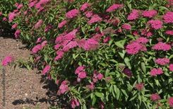 Zdjęcie Fryszkowscy Tawuła Japońska Spiraea Japonica 'Anthony Waterer' - Gniewkowo