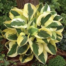 Zdjęcie Fryszkowscy Funkia Hosta 'Brim Cup' - Nieszawa