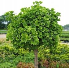 Zdjęcie Fryszkowscy Miłorząb Dwuklapowy Ginkgo Biloba 'Mariken' - Bydgoszcz