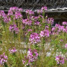 Zdjęcie Fryszkowscy „Gaura 'Siskiyou Pink' - Nieszawa