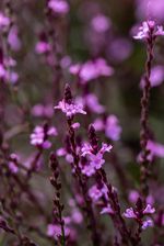 Zdjęcie Werbena Patagońska Bampton - Verbena Officinalis - Rogoźno