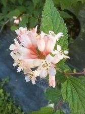 Zdjęcie GreenFlora Sadzonka Neilia Tybetańska - Bartoszyce