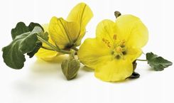 Zdjęcie Equiherbs Equiherbs, Zioła Dla Koni Wiesiołek Nasiona, Opakowanie: Worek Strunowy 1Kg - Gryfino