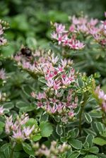 Zdjęcie Rozchodnik Tricolor Sedum Spurium - Oborniki