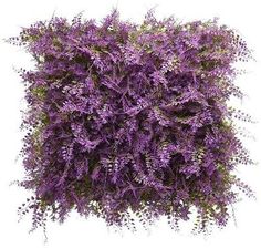 Zdjęcie Mirpol Panel Zieleni Fioletowa Paproć Ccga149 - Piotrków Trybunalski