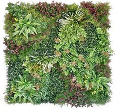 Zdjęcie Mirpol Panel Zieleni Natura Ccgf032 - Chodzież