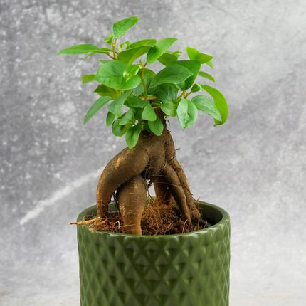 Bonsai Fikus Ficus Ginseng Bujna Korona Wys. 25Cm D9Cm Gruby Pie - Ceny i  opinie - Ceneo.pl