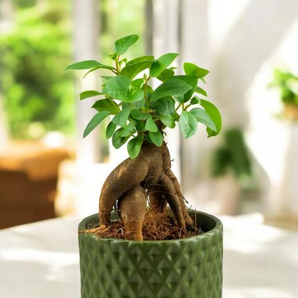 lotus bonsai Hybrid Japanese Bonsai Lotus Seeds| 🔥FLAT 58% OFF SALE🔥 – Attrangi Gadgets main image 1