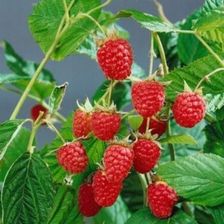 Zdjęcie Malina 'Willamette' Doniczka C2 Odmiana Deserowa Obfite Plony - Toruń