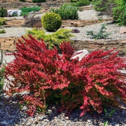 Berberys 'Red Rocket' C2 - Efektowny Krzew Kolumnowy Do Ogrodu