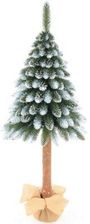 Zdjęcie Choinka na pniu SASKA GARDEN 100 cm Jodła diamentowa - Wojkowice