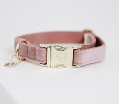 Zdjęcie Kentucky Horsewear Obroża Dla Psa Kentucky Velvet 35F779AF1B5F4616987FE88FE9E33E9B - Radziejów