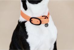 Zdjęcie Kentucky Horsewear Obroża Dla Psa Gumowa Kentucky A504FCB7641E46DEBD2913F1EFB41492 - Kielce