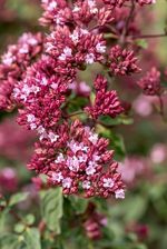 Zdjęcie Oregano Rosenkuppel Origanum Laevigatum - Oborniki