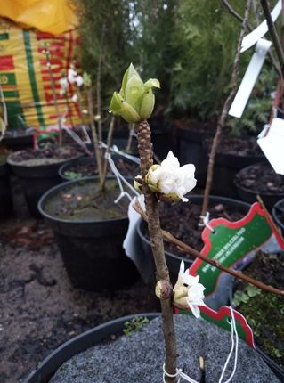 Wawrzynek Wilczełyko Odm. Biała Daphne Mezereum F.Alba