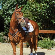 Zdjęcie Weatherbeeta Uzda Jeździecka Collegiate Comfitec - Olszyna