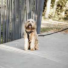 Zdjęcie Kentucky Horsewear Szelki Dla Aktywnego Psa Kentucky Velvet Czarne 48 XL - Nowogród