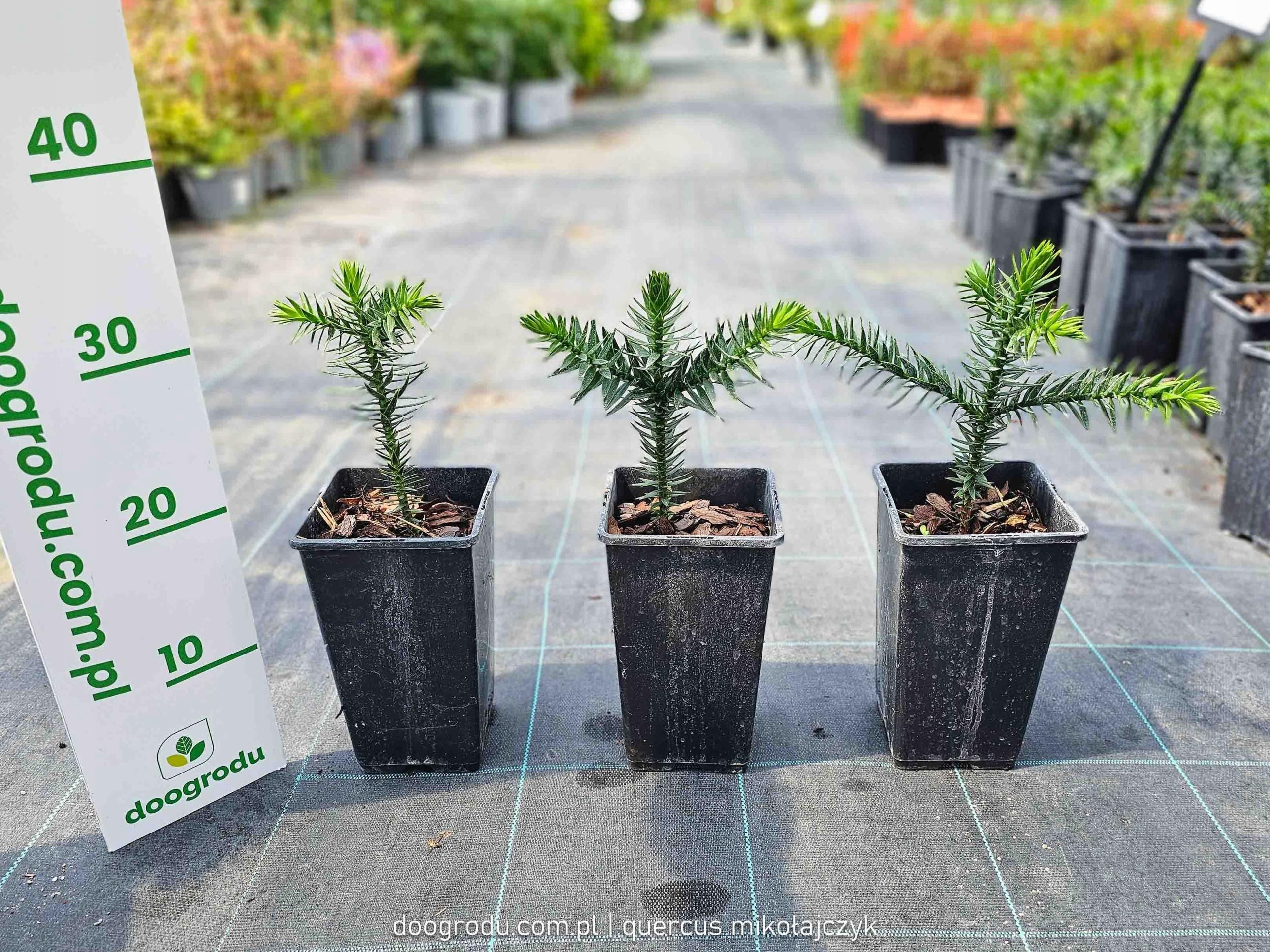 Quercus Miko ajczyk Karlin Araukaria Araucaria Araucana Chilijska quercus-miko-ajczyk-karlin-araukaria-araucaria-araucana-chilijska