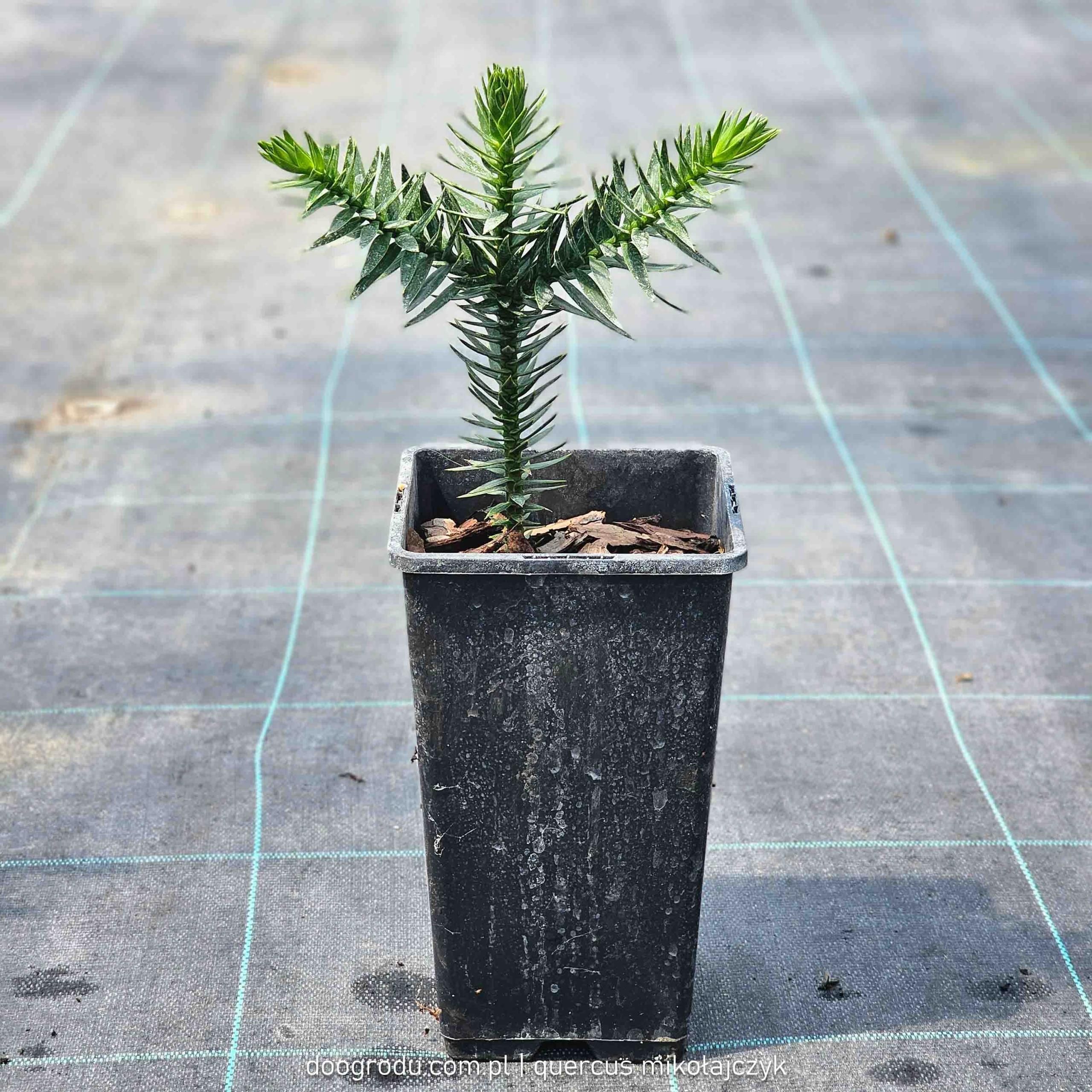 quercus-miko-ajczyk-karlin-araukaria-araucaria-araucana-chilijska