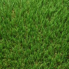 Zdjęcie Komfort Sztuczna Trawa Savona 2M - Trzebinia