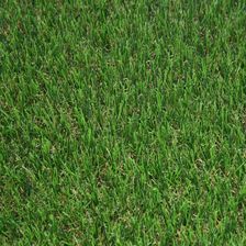 Zdjęcie Komfort Sztuczna Trawa Nicea 2M - Kalisz Pomorski