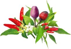 Zdjęcie Click & Grow And - Smart Garden Refill 9-Pack Chili Pepper Mix - Września