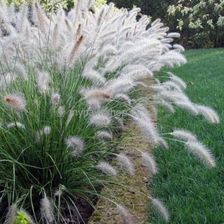 Zdjęcie Miskant Chiński 'Little Bunny' C2 Pennisetum Alopecuroides, Trawa Ozdobna - Stoczek Łukowski