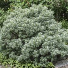 Zdjęcie Rokitnik Hikul Doniczka C2 - Ozdoba Ogrodu, Pyszne Owoce - Nieszawa