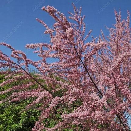 Tamaryszek Drobnokwiatowy Tamarix Parviflora C1.5-2 Krzew Ozdobny