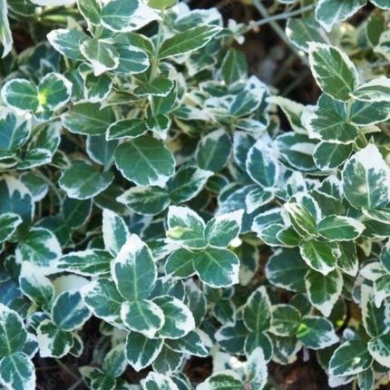 Trzmielina Fortunea Euonymus Fortunei Emerald Gaiety C1 Zimozielony Krzew