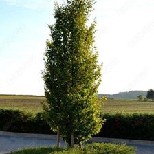 Zdjęcie Grab Pospolity Carpinus Betulus Fastigiata C1.5-2 Kolumnowe Drzewo - Kleczew