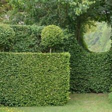 Zdjęcie Grab Pospolity Carpinus Betulus C1.5-2 Ozdobne Drzewo - Piotrków Kujawski