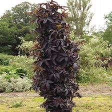 Zdjęcie Bez Black Tower Eiffel 1 Pbr C2 Kolumnowy Purpurowy Krzew - Strzelno