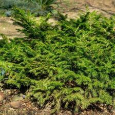 Zdjęcie Świerk Barryi C2 Karłowa Odmiana Do Ogrodu - Strzelno