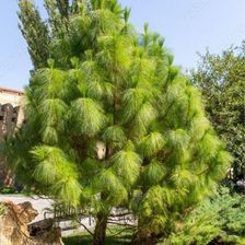 Zdjęcie Sosna Armandii C2 Ozdobna O Długich Igłach - Kleczew