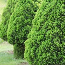 Zdjęcie Świerk Conica C2 Karłowy Stożkowy Iglak Do Ogrodu - Nieszawa