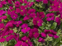 Zdjęcie Żagwin Ogrodowy Audrey Red - Trzebinia