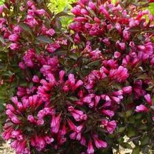 Zdjęcie Weigela 'Wine & Roses Alexandra' Florida Krzew Kwitnący Do Ogrodu - Kleczew