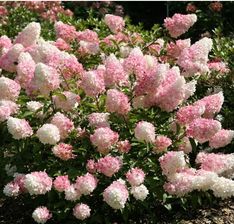 Zdjęcie Hortensja Bukietowa Hydrangea Paniculata Vanille-Fraise Renhy Sadzonki - Dęblin