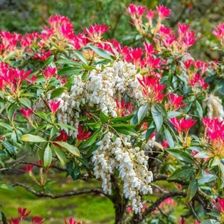 Zdjęcie Pieris Japoński Forest Flame (Pieris Japonica Flame) - Bydgoszcz